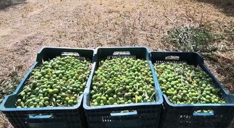 Aydın Karacasu'da zeytin işçisi 1500 TL yevmiyeyle geçinemediğini söyledi