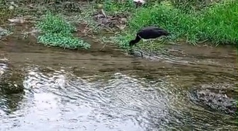 Bursa İnegöl'de nadir görülen kara leylek, dere kenarında beslenirken görüntülendi
