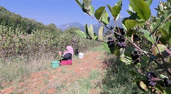 Hatay Hassa'da çiftçi Fırat Turan Gıttık, kilogramı 200 TL olan aronyada hasada başladı
