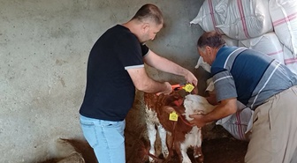 Şırnak'ta İl Tarım ve Orman Müdürlüğü ekipleri hayvanlara aşı ve küpe uyguluyor