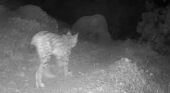 Tunceli Pülümür'de fotokapanda kırmızı listedeki vaşak görüntülendi