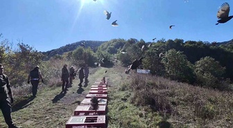 Zonguldak’ta sülünler DKMP ve jandarma ekiplerinin katılımıyla doğaya salındı