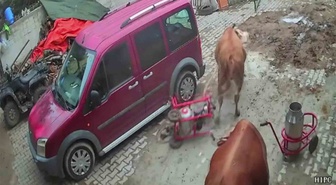 Amasya'da öfkeli boğa komşu ahıra daldı! Süt sağım makinesini boynuzuna takıp sürükledi