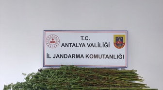 Antalya Serik'te uyuşturucu operasyonunda 80 kök kenevir bulundu, bir zanlı yakalandı