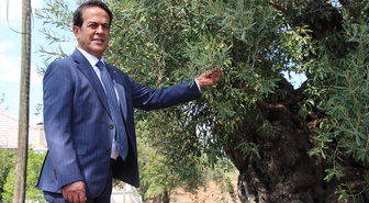 Antalya Zeytinpark'taki 1200 ve 800 yıllık zeytin ağaçları 10 yıldır meyve veriyor