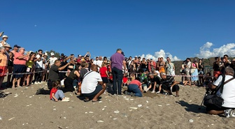 Çıralı'da koruma çalışmaları sona erdi, 3 bin 500 caretta yavrusu denize ulaştı