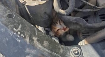 Hatay'da mahsur kalan hayvanlar kurtarılıp doğal yaşam alanlarına bırakıldı