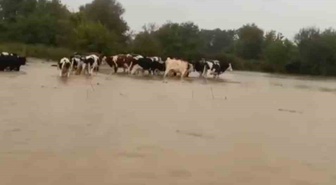 Kandıra Babalı'da sağanak sonrası mahsur kalan inekler sahiplerince kurtarıldı
