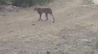 Nesli tükenme tehlikesi altındaki vaşak, Çankırı'da fotokapana yakalandı