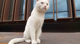 Samsun Atakum'da beyaz kedi, mavi ve kehribar gözleriyle ilgi odağı oluyor