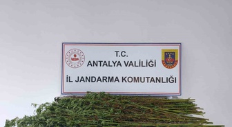 Serik'te jandarma operasyonunda 80 kök kenevir ele geçirildi, şüpheli gözaltında