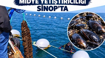 Sinop'ta yılın ilk 9 ayında 182 ton midye hasadı gerçekleştirildi