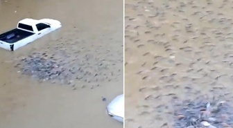 Ülke sular altında kaldı! Sokaklarda balıklar yüzmeye başladı