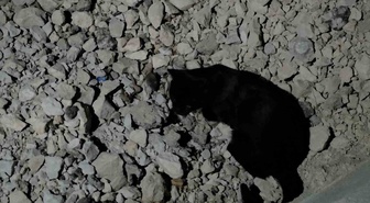 Van Gölü sahilinde kedi, yakaladığı fareyle yaklaşık iki saat oynadı