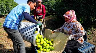 Adana'da erkenci mandalina hasadı başladı, dalında kilogramı 8-10 liradan satılıyor
