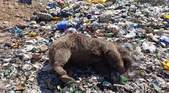 Bingöl Kiğı'da çöplükte öldürülen 3 bozayıyla ilgili soruşturma başlatıldı