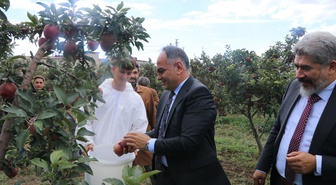 Çankırı'da tarım lisesi öğrencilerinin yetiştirdiği elmaların hasadı başladı