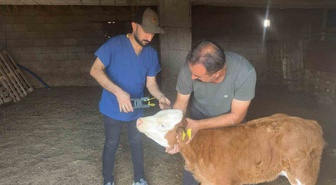 Cizre'de Tarım ve Orman ekipleri büyükbaş hayvanlarda küpeleme ve aşılama yapıyor