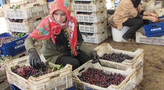 İslahiye'de 47 bin dekarda yetişen Antep karası ve Hatun parmağı üzümleri kurutuluyor
