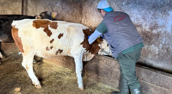 Kırklareli Kofçaz'da hayvancılık işletmelerinde aşılama ve sağlık kontrolü sürüyor