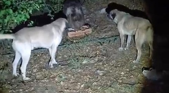 Tunceli'de kamp alanına gelen ayı, köpeklerin havlamasına aldırmadan yemeğini yedi