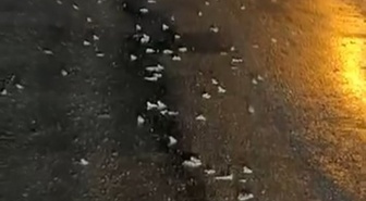 Bingöl Gözeler köyünde yoğun yağış sonrası yüzlerce kurbağa kara yolunda görüldü