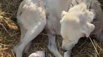 Eskişehir Sivrihisar'da akbaş cinsi köpek, koyun sürüsünün ortasında 4 yavru doğurdu