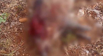 Eskişehir Sivrihisar'da tarlaları tahrip eden iki yaban domuzu avlandı