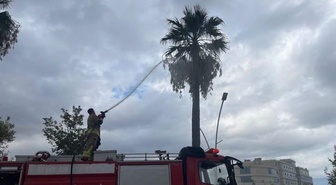 İskenderun Meydan Mahallesi'nde yıldırım düşen ağaçtaki yangını itfaiye söndürdü