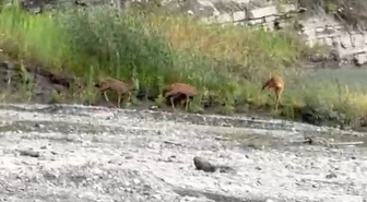 Kastamonu Çatalzeytin'de dereden su içen üç karaca görüntülendi