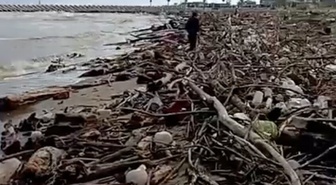 Sakarya Nehri'nden sürüklenen odunlar Karasu İhsaniye sahilinde birikti
