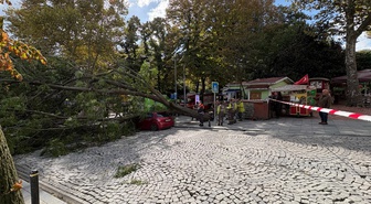 Şişli'de ağaç park halindeki otomobilin üzerine devrildi