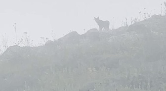 Yer: Sivas! Ormanın hayaletiyle burun buruna geldi
