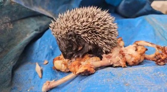 Bolu Paşaköy'de mangal yapan vatandaş, yavru kirpiyi tavuk kanadıyla besledi