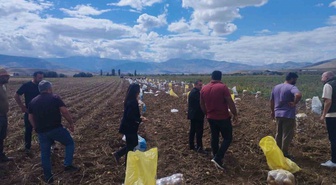 Erzincan Tercan'da patates hasadı başladı, üreticiler kışlık patatesleri hasat ediyor