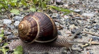 Salyangozlar neden yağmur yağınca çıkar? Salyangozlar yağmur yağdığında neden dışarı çıkar?