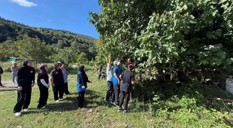 Sinop Erfelek'te gençler imeceyle incir ve ceviz toplayıp üretime katkı sundu