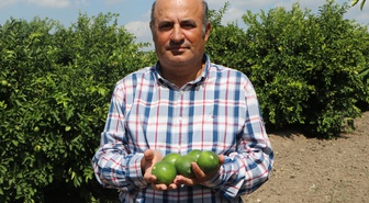 Adana'da yeni sezon Mayer limonu, yatak limonu nedeniyle beklenen fiyata ulaşamadı