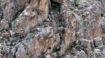 Erzincan'ın Keşiş Dağları'nda anne yaban keçileri yavrularını emzirirken görüntülendi