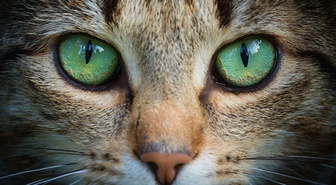 Mühendisler kedi gözü anatomisini robot ve İHA kameralarına uyarladı
