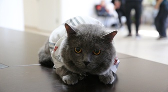 Tokat'ta 18 kedi, Hayvanları Koruma Günü'nde güzellik yarışmasında podyuma çıktı