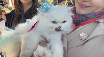 Tokat'ta kedi güzellik yarışında 20 kedi podyuma çıktı, Pamuk ve Duman birinci oldu