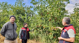 Başmakçı'da İlçe Tarım ve Orman Müdürlüğü hünnap bahçesini inceledi