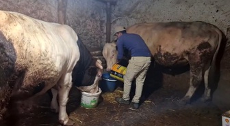 Eskişehir'de 1750 ve 1450 kiloluk 2 dana için Guinness'e başvuru hazırlanıyor