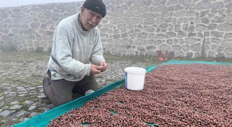 Giresun'da fındık üreticileri yağış ve sis yüzünden ürünlerini kurutamıyor