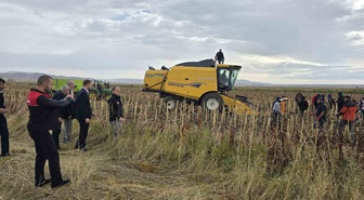Muş Bulanık'ta bin 800 dönüm çerezlik ayçiçeğinde hasat dönemine gelindi