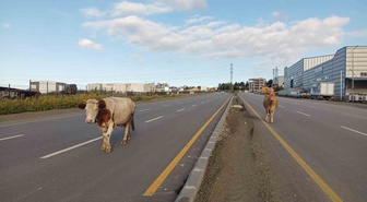 Samsun'da başıboş büyükbaş hayvanlar yol ortasında yürüdü, sürücüler hız düşürdü