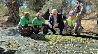 Balıkesir Edremit'te zeytin hasadı başladı, 2 bin 300 çuval ihaleyle satılacak