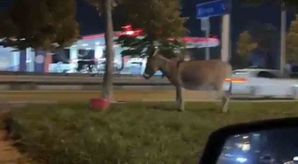 Bursa'da İzmir Yolu Caddesi'nde bir kişi eşeğini ağaca bağlayıp bölgeden ayrıldı