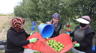 Karaman'da bu yıl 700 bin ton elma hasadında 30 binin üzerinde işçi çalıştığı düşünülüyor
